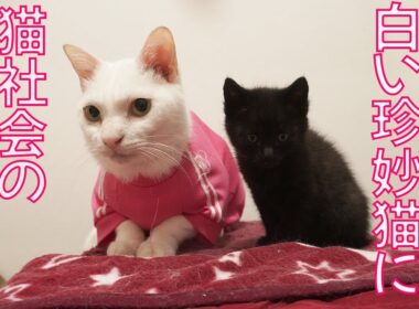 黒い保護子猫、白い珍妙猫に弟子入りする The master spacecat and Apprentice Kitty