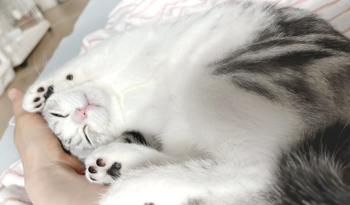 甘えん坊子猫の寝起きがかわいすぎる（生後６ヶ月スコティッシュフォールドの日常・ゴロゴロ音癒しのASMR？）