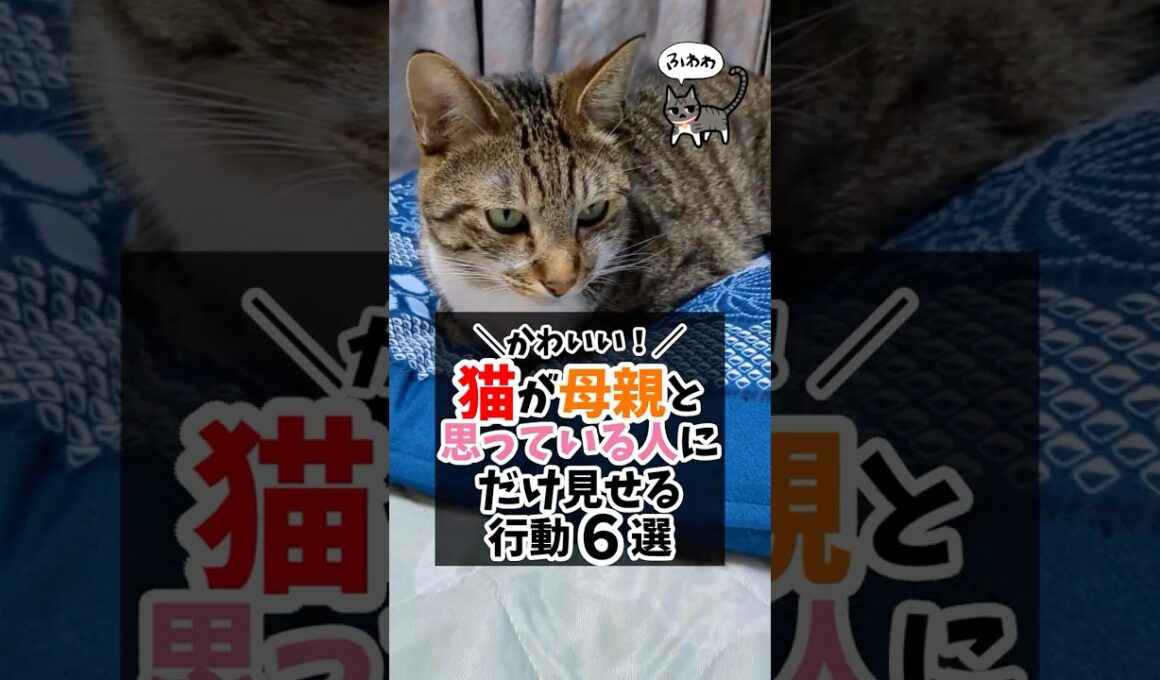 かわいい！猫が母親と思っている人にだけ見せる行動６選 #猫のいる生活 #猫好きさんと繋がりたい #猫可愛い #猫飼いたい  #ねこ部 #猫のいる暮らし