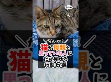 かわいい！猫が母親と思っている人にだけ見せる行動６選 #猫のいる生活 #猫好きさんと繋がりたい #猫可愛い #猫飼いたい  #ねこ部 #猫のいる暮らし
