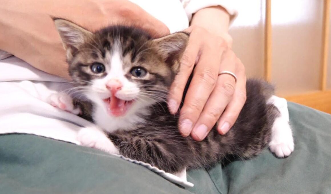 子猫のユメちゃんチコちゃんのオフショット 2【赤ちゃん猫　保護猫】【赤ちゃん猫　保護猫】