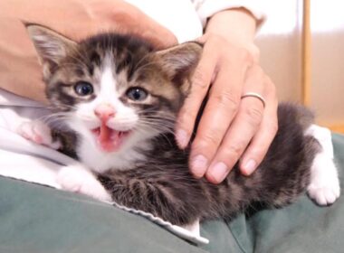 子猫のユメちゃんチコちゃんのオフショット 2【赤ちゃん猫　保護猫】【赤ちゃん猫　保護猫】