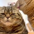 止まらないプリン、まんざらでもないメル。