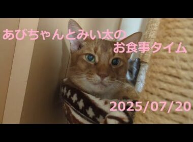 短足マンチカンみい太とアビシニアンあびちゃんのご飯の様子🐈　2025/07/20