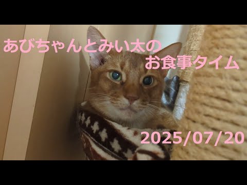 短足マンチカンみい太とアビシニアンあびちゃんのご飯の様子🐈　2025/07/20