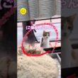 この猫の注文方法がヤバすぎたw