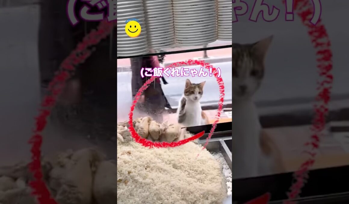 この猫の注文方法がヤバすぎたw