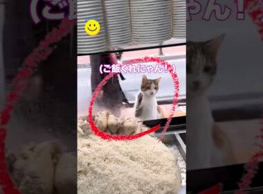この猫の注文方法がヤバすぎたw
