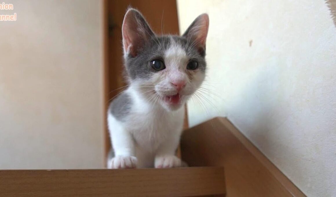 階段を上ったはいいが下りることは考えていなかった子猫