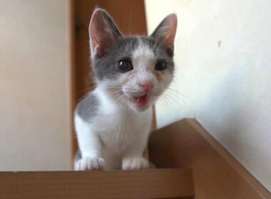階段を上ったはいいが下りることは考えていなかった子猫