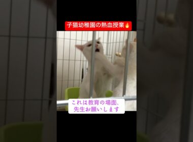 子猫幼稚園の熱血先生、全力で空回りでコケる #cat  #猫  #ねこ  #保護猫 #cute #猫のいる暮らし #子猫 #shorts  #こねこ