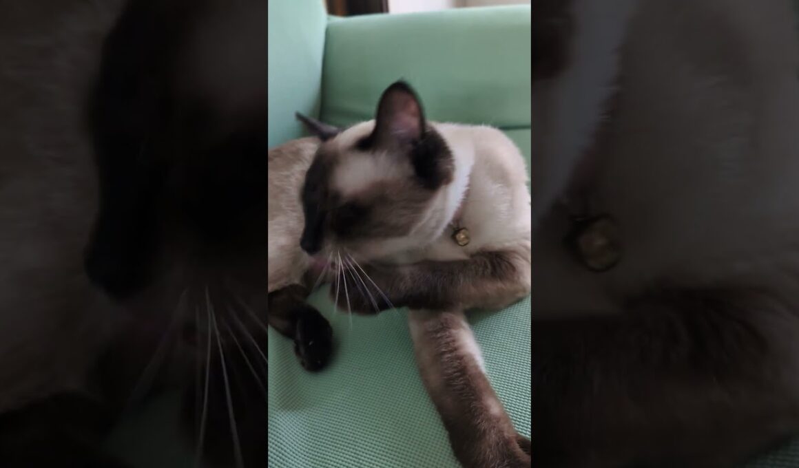覚悟を決めた☆シャム猫マロンちゃん #cat #catshorts #シャム猫 #しゃむねこ