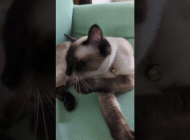覚悟を決めた☆シャム猫マロンちゃん #cat #catshorts #シャム猫 #しゃむねこ