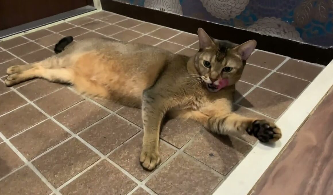 夏後半、玄関で過ごす猫のキビ
