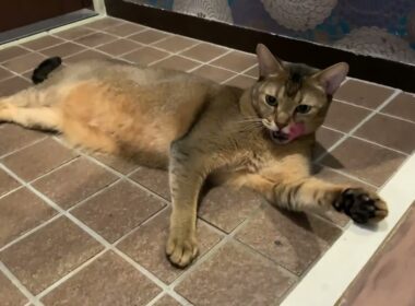 夏後半、玄関で過ごす猫のキビ