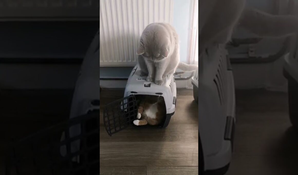 ケンカしてます😅 #shorts #cats #猫 #ブリティッシュショートヘア #保護猫 #funnycats