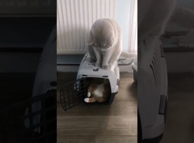 ケンカしてます😅 #shorts #cats #猫 #ブリティッシュショートヘア #保護猫 #funnycats