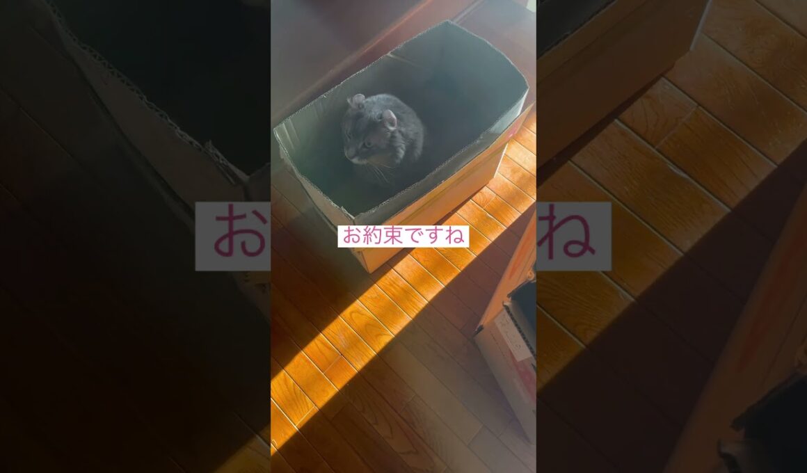 やっぱりね #ねこ動画 #アメリカンカール #猫のいる暮らし
