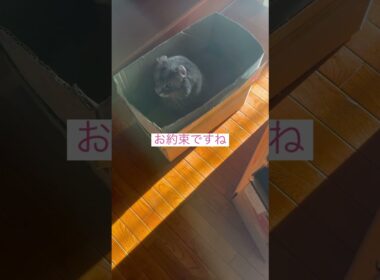 やっぱりね #ねこ動画 #アメリカンカール #猫のいる暮らし
