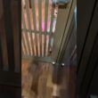 待ちきれない猫 #cat #日本猫 #norwegianforestcat #ノルウェージャンフォレストキャット #保護猫