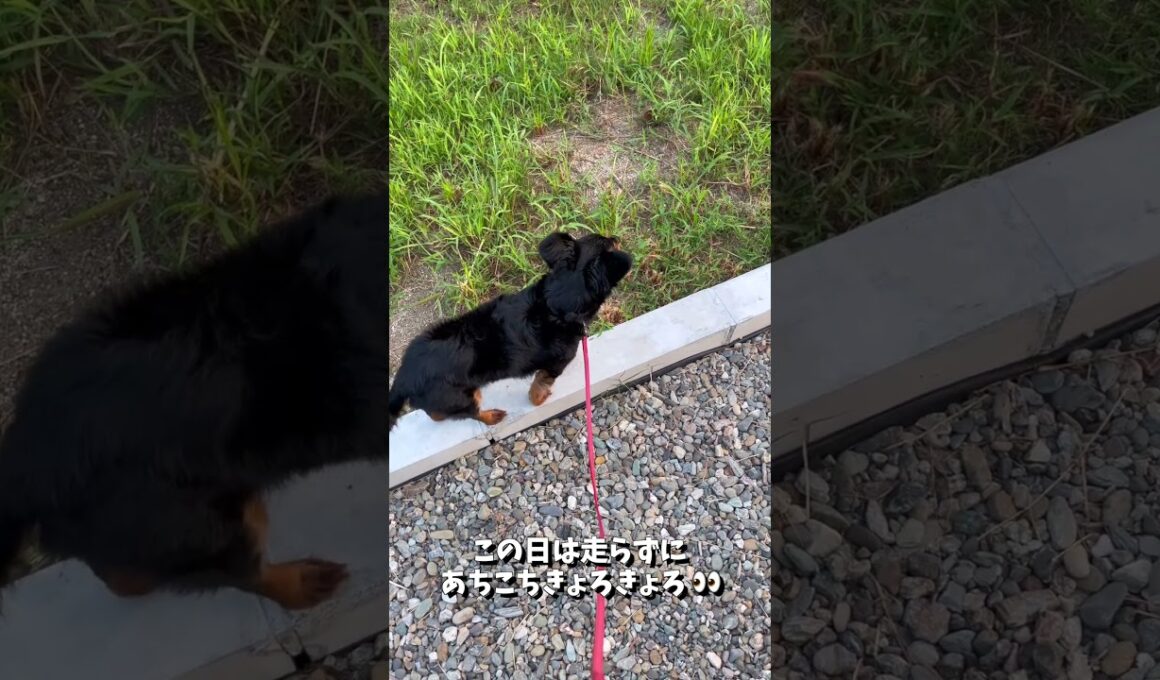 お気に入りの「平均台ごっこ」の最中に 何かを見つけた 末っ子犬の こたちゃん🐶 #shorts