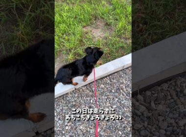 お気に入りの「平均台ごっこ」の最中に 何かを見つけた 末っ子犬の こたちゃん🐶 #shorts