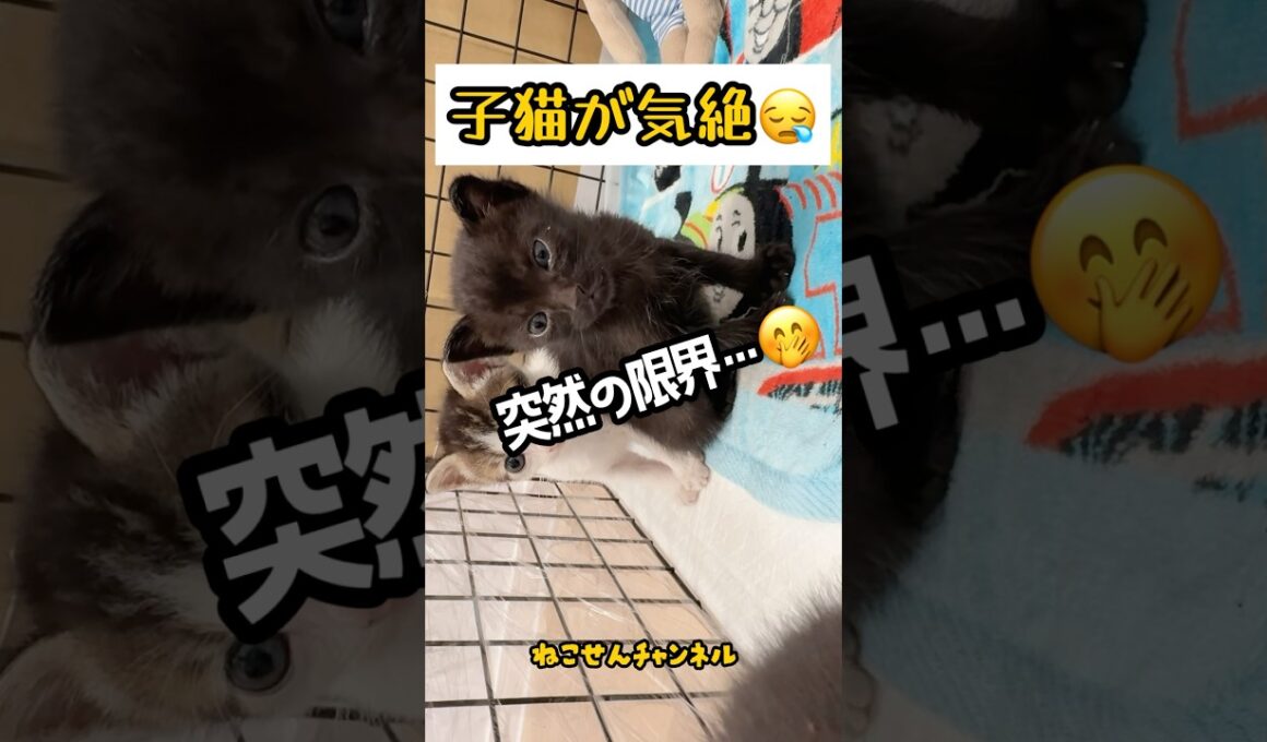 子猫のコテッ寝落ちにきゅん♡ | ねこせん