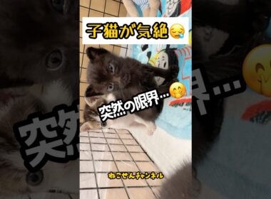 子猫のコテッ寝落ちにきゅん♡ | ねこせん