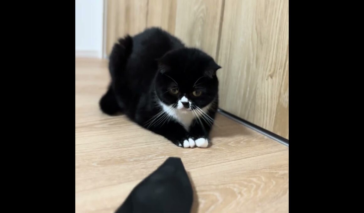 靴の中敷にビビるキョトン顔【足長マンチカン】 #cat #munchkinfold #猫のいる暮らし #ねこ #cutecat