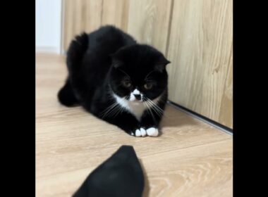 靴の中敷にビビるキョトン顔【足長マンチカン】 #cat #munchkinfold #猫のいる暮らし #ねこ #cutecat