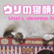 バーマン猫ウリ【ウリの寝顔が‥】Uriel's sleeping face...（バーマン猫）Birman/Cat