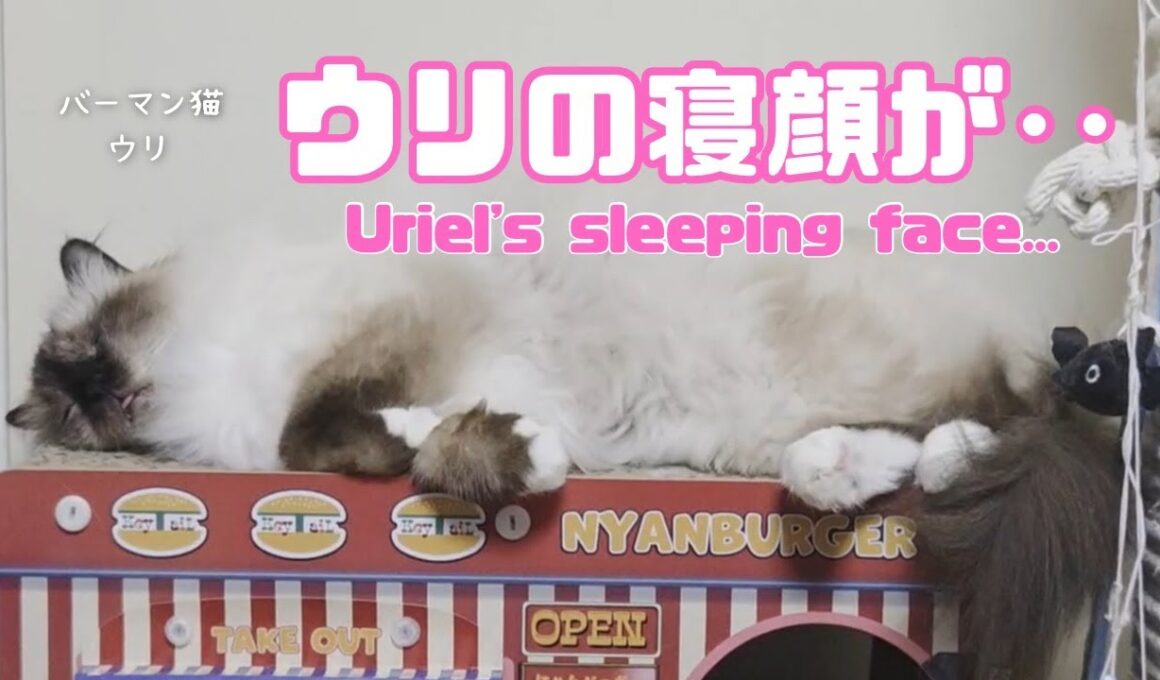 バーマン猫ウリ【ウリの寝顔が‥】Uriel's sleeping face...（バーマン猫）Birman/Cat