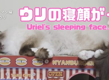 バーマン猫ウリ【ウリの寝顔が‥】Uriel's sleeping face...（バーマン猫）Birman/Cat