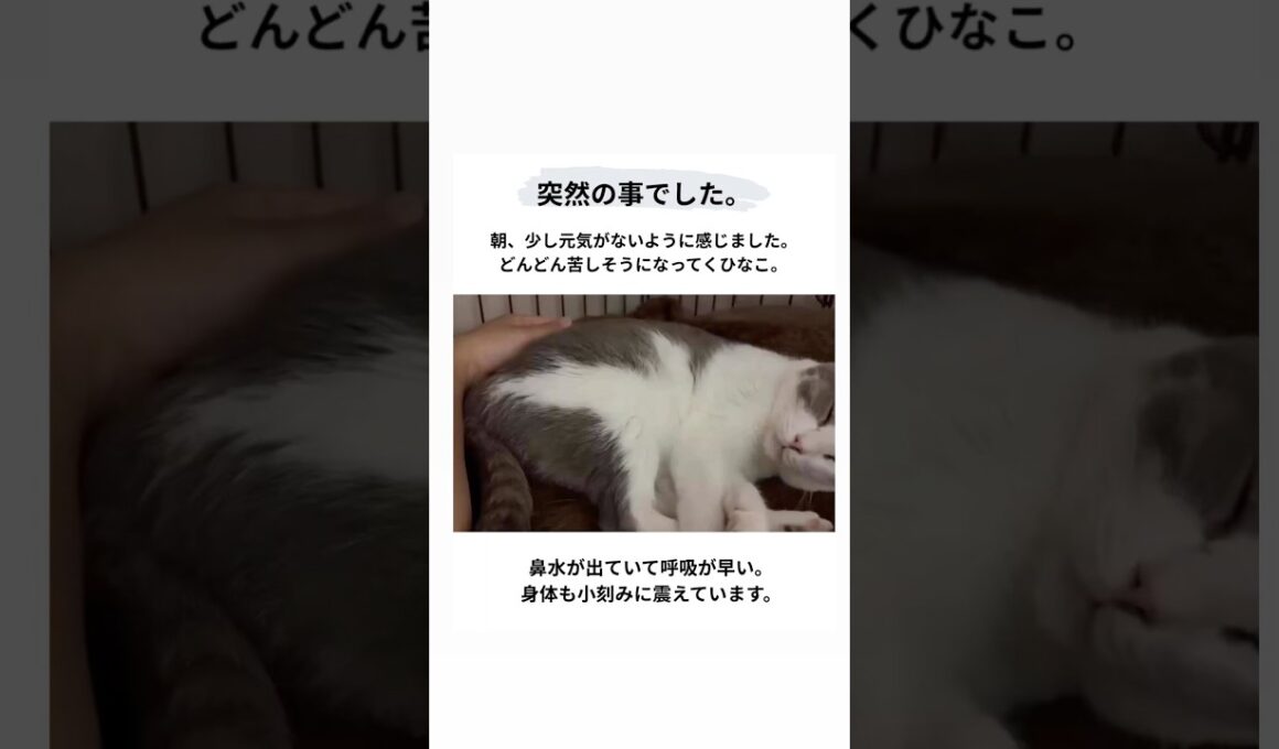 ひなこ、良く頑張ってます。応援よろしくお願いします！#shorts #cats #保護猫