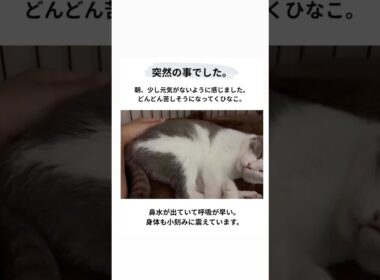 ひなこ、良く頑張ってます。応援よろしくお願いします！#shorts #cats #保護猫