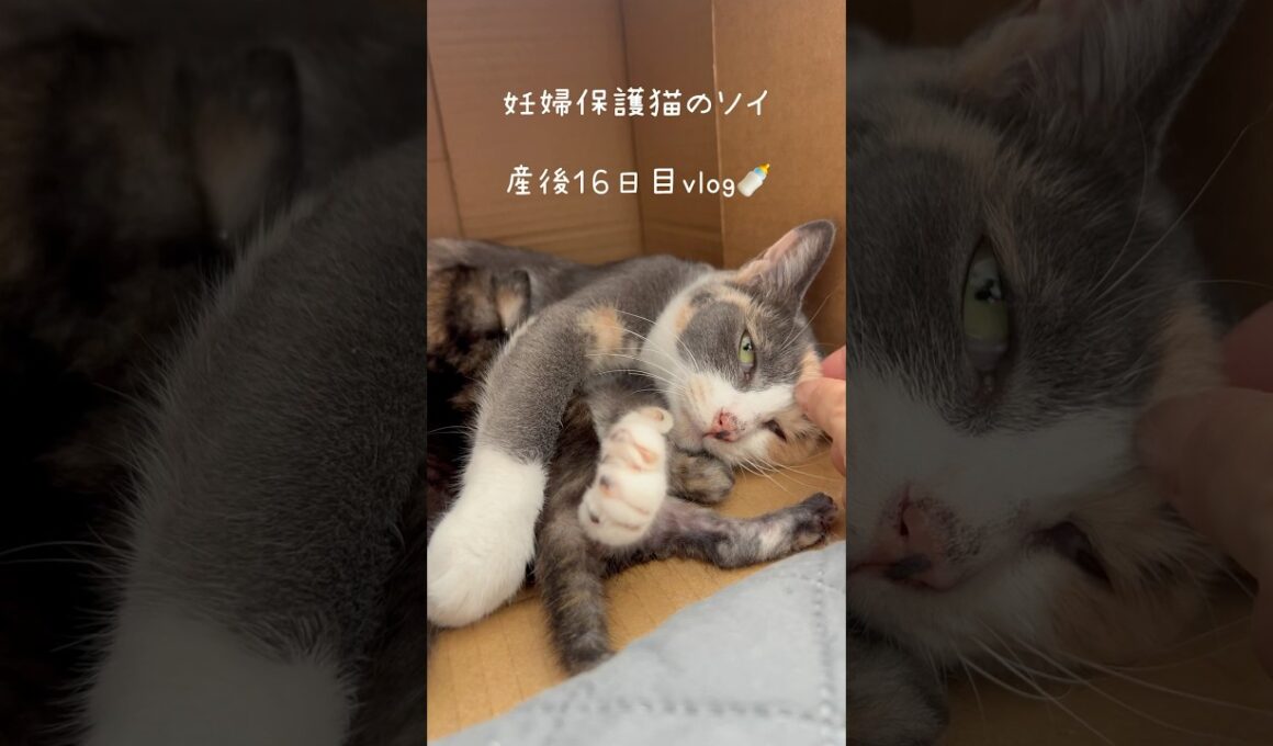 妊婦保護猫のソイ🤎産後１６日目vlog｜子猫たちもソイに似た甘えんぼうに育つ予感🐥🧡 #保護猫 #猫の出産 #妊娠猫 #子猫 #kitten #rescuecat