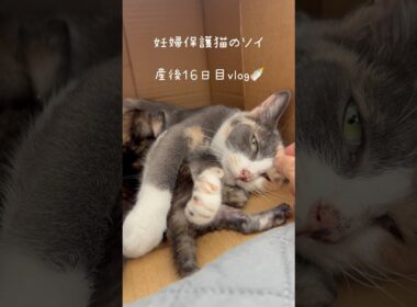 妊婦保護猫のソイ🤎産後１６日目vlog｜子猫たちもソイに似た甘えんぼうに育つ予感🐥🧡 #保護猫 #猫の出産 #妊娠猫 #子猫 #kitten #rescuecat