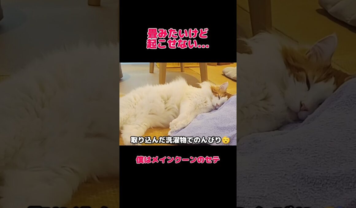 取り込んだ隙に寝る猫 #メインクーン #猫 #猫のいる暮らし#cat #mainecoon #catlover​  #catshorts​ #cute​ #cutecat​ #fyp​