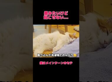 取り込んだ隙に寝る猫 #メインクーン #猫 #猫のいる暮らし#cat #mainecoon #catlover​  #catshorts​ #cute​ #cutecat​ #fyp​