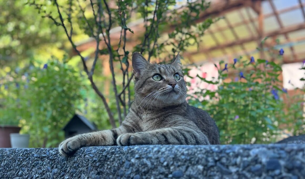 猫たちと秋の気配に心安らぐ今日この頃
