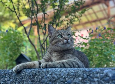 猫たちと秋の気配に心安らぐ今日この頃
