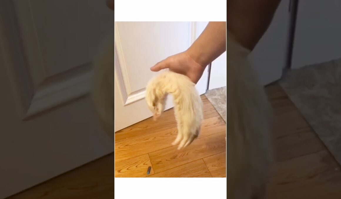 猫はなぜ友達から怖がって逃げ続けるのか #shorts #cat