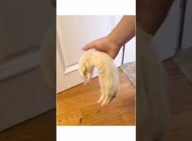 猫はなぜ友達から怖がって逃げ続けるのか #shorts #cat