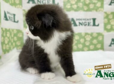 スコティッシュフォールド 2509012 【ペットショップエンゼル　子犬・子猫販売】