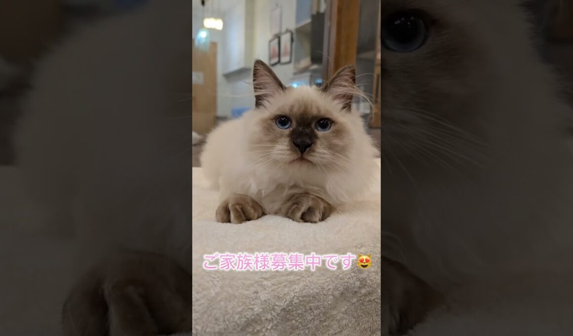 #サイベリアン では珍しいシールポイントのファリス君💎大人しい世界チャンピオン血統の#子猫 😻人間に甘える&抱っこができるサイベリアンの子猫をお探しの方は吉祥寺のロイヤルキャッツへ💖#こねこ