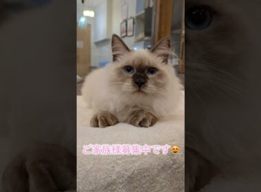 #サイベリアン では珍しいシールポイントのファリス君💎大人しい世界チャンピオン血統の#子猫 😻人間に甘える&抱っこができるサイベリアンの子猫をお探しの方は吉祥寺のロイヤルキャッツへ💖#こねこ