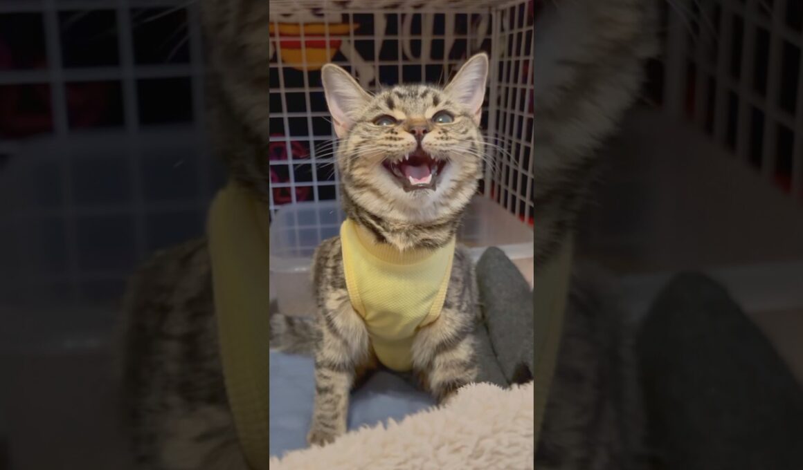 子猫の頃から良く鳴く猫たち！ #shorts #猫 #cat