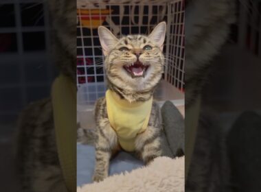 子猫の頃から良く鳴く猫たち！ #shorts #猫 #cat