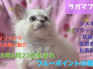 【ナナハチ’s ROOM】ラガマフィン☆ブルーポイントの男の子　20250905