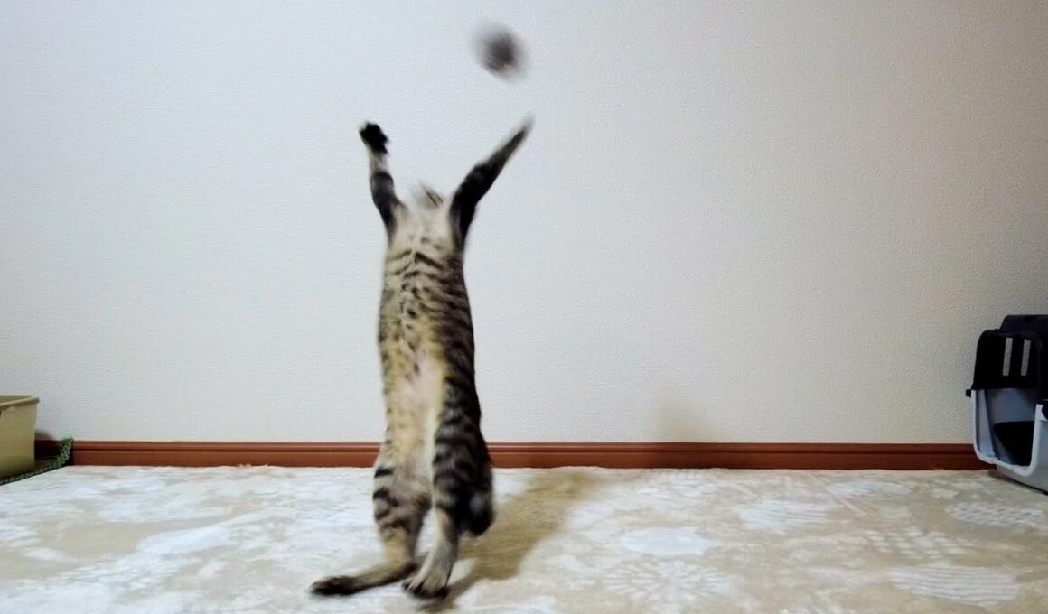 釣り竿型のおもちゃで子猫と遊んでみた結果